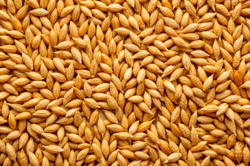 Fototapeta premium Golden Wheat Grains Texture. Close Up Photography