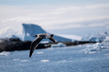 Kelp gull (Larus dominicanus) in Antarctica. Birds in Antarctica