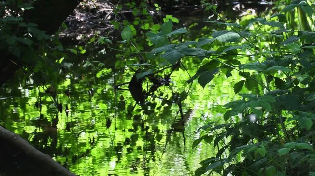 pond and vegetation in swamp , palude Brabbia, Italy