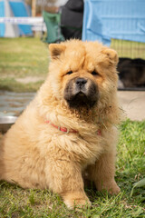 Serious cute chow chow puppy outdoor portrait