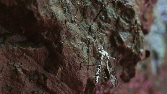 Fungus killed crane fly, Tipula sp, crane fly is attacked by fungus