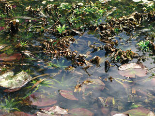 Greenery in the marshes