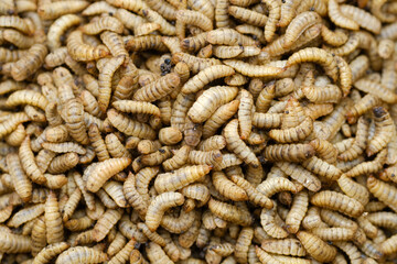 Black Soldier Fly Larvae (Hermetia illucens) or maggots are animals that are able to decompose...