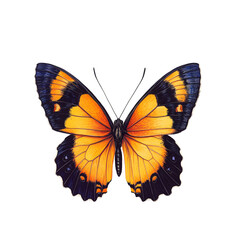 Obraz premium Banded Orange butterfly