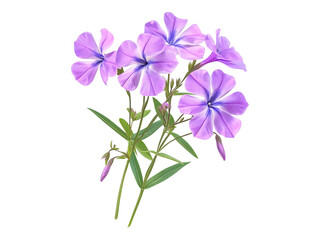 Obraz premium Phlox flower