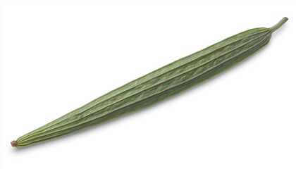 Fresh Long Green Vegetable with Ribbed Texture on White Background