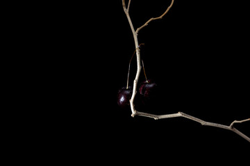 Two fresh cherries on a dry branch of a tree on a dark background, small round dark red fruit. dark food