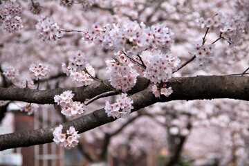 하얗게 꽃이 핀 벚꽃