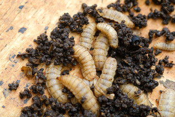 Black Soldier Fly Larvae (Hermetia illucens) or maggots are animals that are able to decompose organic waste, and are also commonly used as protein-rich animal feed.