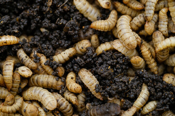 Black Soldier Fly Larvae (Hermetia illucens) or maggots are animals that are able to decompose organic waste, and are also commonly used as protein-rich animal feed.