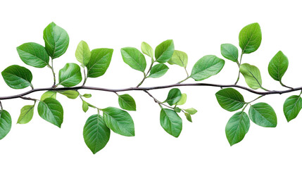 Fototapeta premium Nature's Embrace: A vibrant branch with fresh green leaves, an elegant symbol of growth and vitality, perfectly captured to evoke a sense of renewal and tranquility.