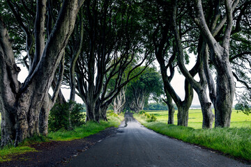 Spectacular Dark Hedges in County Antrim, Northern Ireland on cloudy foggy day. Avenue of beech trees along Bregagh Road between Armoy and Stranocum. Empty road without tourists