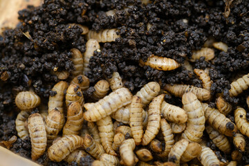 Black Soldier Fly Larvae (Hermetia illucens) or maggots are animals that are able to decompose organic waste, and are also commonly used as protein-rich animal feed.