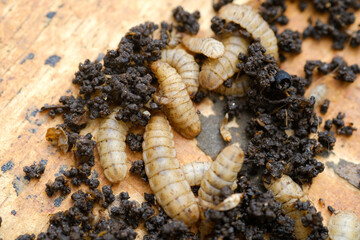 Black Soldier Fly Larvae (Hermetia illucens) or maggots are animals that are able to decompose organic waste, and are also commonly used as protein-rich animal feed.