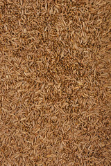 A close-up, top-down shot of a dense spread of caraway seeds, showcasing their elongated shape and dark brown color