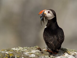 Atlantic Puffin with Sand-Eels