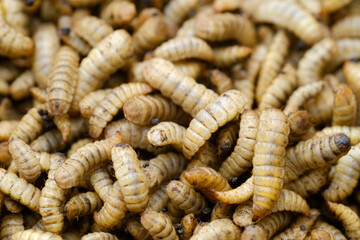Black Soldier Fly Larvae (Hermetia illucens) or maggots are animals that are able to decompose organic waste, and are also commonly used as protein-rich animal feed.