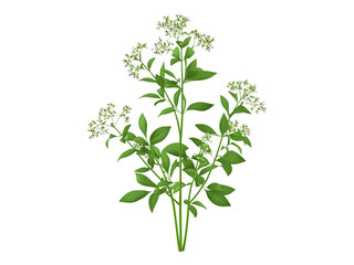 Sweet woodruff plant