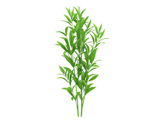 Obraz premium Tarragon plant