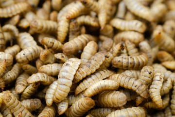 Black Soldier Fly Larvae (Hermetia illucens) or maggots are animals that are able to decompose...