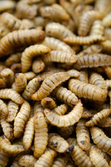 Black Soldier Fly Larvae (Hermetia illucens) or maggots are animals that are able to decompose...