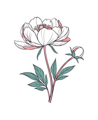 Elegant Floral Botanical Line Art - Peony Illustration