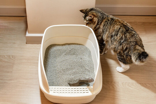 cat sitting near litter box filled with clumping filler