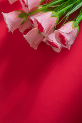 Pink roses on a red background with soft shadows, perfect for Valentine's Day or romantic concepts.