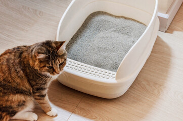 cat sitting near litter box filled with clumping filler