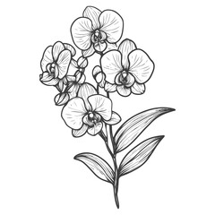 Hand Drawn Black And White Illustration Of A Branch Of Orchids