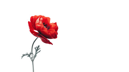 Fototapeta premium Red poppy blooming with transparent background for easy integration
