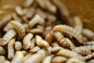 Black Soldier Fly Larvae (Hermetia illucens) or maggots are animals that are able to decompose...