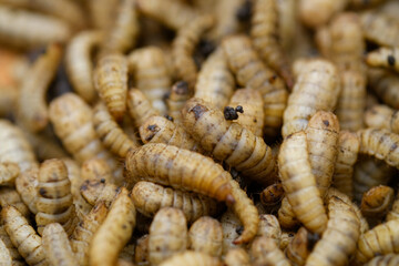 Black Soldier Fly Larvae (Hermetia illucens) or maggots are animals that are able to decompose organic waste, and are also commonly used as protein-rich animal feed.