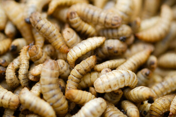 Black Soldier Fly Larvae (Hermetia illucens) or maggots are animals that are able to decompose...