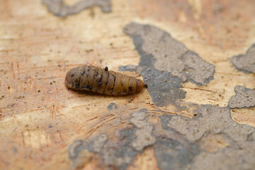 Black Soldier Fly Larvae (Hermetia illucens) or maggots are animals that are able to decompose organic waste, and are also commonly used as protein-rich animal feed.