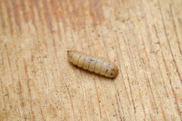 Black Soldier Fly Larvae (Hermetia illucens) or maggots are animals that are able to decompose organic waste, and are also commonly used as protein-rich animal feed.