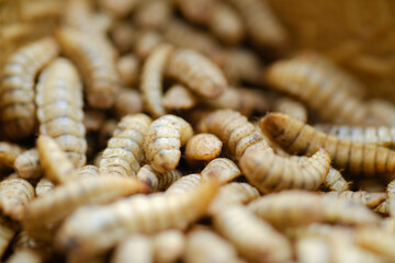 Black Soldier Fly Larvae (Hermetia illucens) or maggots are animals that are able to decompose organic waste, and are also commonly used as protein-rich animal feed.