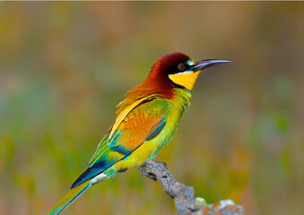 Obraz premium bee-eater merops apiaster