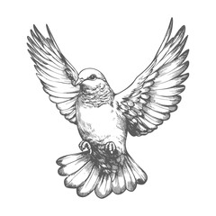 Obraz premium Hand Drawn Sketch Of A Flying Dove With Spread Wings