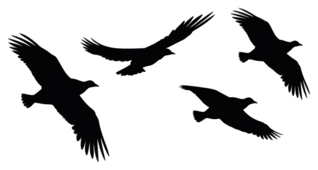 PNG 3 birds flying silhouette drawing animal.