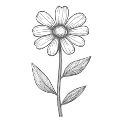 Hand Drawn Sketch Of A Single Daisy With Stem And Leaves