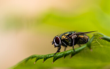 A Fly sitting on a leaf