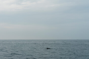 Obraz premium In Sri Lanka, there are tours that allow you to see wild whales in the Indian Ocean.