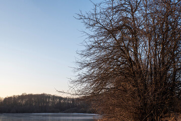 Bare tree without leaves in winter near water