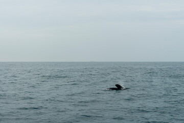 Fototapeta premium In Sri Lanka, there are tours that allow you to see wild whales in the Indian Ocean.