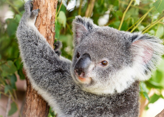 A Koala bear in a tree