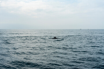 Fototapeta premium In Sri Lanka, there are tours that allow you to see wild whales in the Indian Ocean.