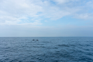 In Sri Lanka, there are tours that allow you to see wild whales in the Indian Ocean.