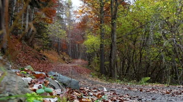 Bosque pirineos