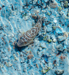 Checkered puffer Sphoeroides testudineus fish 
